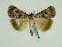  (Lygephila ludicra - BC ZSM Lep 58714)  @13 [ ] CreativeCommons - Attribution Non-Commercial Share-Alike (2012) Axel Hausmann/Bavarian State Collection of Zoology (ZSM) SNSB, Zoologische Staatssammlung Muenchen