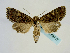  ( - BC ZSM Lep 58717)  @14 [ ] CreativeCommons - Attribution Non-Commercial Share-Alike (2012) Axel Hausmann/Bavarian State Collection of Zoology (ZSM) SNSB, Zoologische Staatssammlung Muenchen