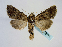  ( - BC ZSM Lep 58718)  @14 [ ] CreativeCommons - Attribution Non-Commercial Share-Alike (2012) Axel Hausmann/Bavarian State Collection of Zoology (ZSM) SNSB, Zoologische Staatssammlung Muenchen