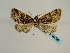  (Athaumasta GB01Ru - BC ZSM Lep 58729)  @12 [ ] CreativeCommons - Attribution Non-Commercial Share-Alike (2012) Axel Hausmann/Bavarian State Collection of Zoology (ZSM) SNSB, Zoologische Staatssammlung Muenchen