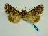  ( - BC ZSM Lep 58730)  @13 [ ] CreativeCommons - Attribution Non-Commercial Share-Alike (2012) Axel Hausmann/Bavarian State Collection of Zoology (ZSM) SNSB, Zoologische Staatssammlung Muenchen