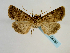  ( - BC ZSM Lep 58731)  @13 [ ] CreativeCommons - Attribution Non-Commercial Share-Alike (2012) Axel Hausmann/Bavarian State Collection of Zoology (ZSM) SNSB, Zoologische Staatssammlung Muenchen