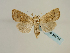  (Mythimna opaca - BC ZSM Lep 58734)  @12 [ ] CreativeCommons - Attribution Non-Commercial Share-Alike (2012) Axel Hausmann/Bavarian State Collection of Zoology (ZSM) SNSB, Zoologische Staatssammlung Muenchen