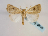  ( - BC ZSM Lep 58745)  @14 [ ] CreativeCommons - Attribution Non-Commercial Share-Alike (2012) Axel Hausmann/Bavarian State Collection of Zoology (ZSM) SNSB, Zoologische Staatssammlung Muenchen