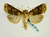 ( - BC ZSM Lep 58753)  @14 [ ] CreativeCommons - Attribution Non-Commercial Share-Alike (2012) Axel Hausmann/Bavarian State Collection of Zoology (ZSM) SNSB, Zoologische Staatssammlung Muenchen