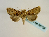  ( - BC ZSM Lep 58758)  @13 [ ] CreativeCommons - Attribution Non-Commercial Share-Alike (2012) Axel Hausmann/Bavarian State Collection of Zoology (ZSM) SNSB, Zoologische Staatssammlung Muenchen