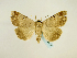  ( - BC ZSM Lep 58759)  @13 [ ] CreativeCommons - Attribution Non-Commercial Share-Alike (2012) Axel Hausmann/Bavarian State Collection of Zoology (ZSM) SNSB, Zoologische Staatssammlung Muenchen
