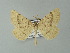  ( - BC ZSM Lep 60023)  @12 [ ] CreativeCommons - Attribution Non-Commercial Share-Alike (2012) Axel Hausmann/Bavarian State Collection of Zoology (ZSM) SNSB, Zoologische Staatssammlung Muenchen