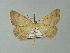  ( - BC ZSM Lep 60025)  @12 [ ] CreativeCommons - Attribution Non-Commercial Share-Alike (2012) Axel Hausmann/Bavarian State Collection of Zoology (ZSM) SNSB, Zoologische Staatssammlung Muenchen