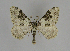  ( - BC ZSM Lep 60032)  @11 [ ] CreativeCommons - Attribution Non-Commercial Share-Alike (2012) Axel Hausmann/Bavarian State Collection of Zoology (ZSM) SNSB, Zoologische Staatssammlung Muenchen