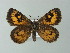  ( - BC ZSM Lep 60051)  @14 [ ] CreativeCommons - Attribution Non-Commercial Share-Alike (2012) Axel Hausmann/Bavarian State Collection of Zoology (ZSM) SNSB, Zoologische Staatssammlung Muenchen