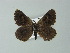  ( - BC ZSM Lep 60065)  @12 [ ] CreativeCommons - Attribution Non-Commercial Share-Alike (2012) Axel Hausmann/Bavarian State Collection of Zoology (ZSM) SNSB, Zoologische Staatssammlung Muenchen