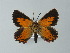  ( - BC ZSM Lep 60076)  @13 [ ] CreativeCommons - Attribution Non-Commercial Share-Alike (2012) Axel Hausmann/Bavarian State Collection of Zoology (ZSM) SNSB, Zoologische Staatssammlung Muenchen