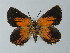  (Aloeides pallida littoralisAC02SA - BC ZSM Lep 60078)  @13 [ ] CreativeCommons - Attribution Non-Commercial Share-Alike (2012) Axel Hausmann/Bavarian State Collection of Zoology (ZSM) SNSB, Zoologische Staatssammlung Muenchen