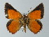  ( - BC ZSM Lep 60085)  @14 [ ] CreativeCommons - Attribution Non-Commercial Share-Alike (2012) Axel Hausmann/Bavarian State Collection of Zoology (ZSM) SNSB, Zoologische Staatssammlung Muenchen