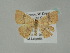  ( - BC ZSM Lep 60702)  @13 [ ] CreativeCommons - Attribution Non-Commercial Share-Alike (2012) Axel Hausmann/Bavarian State Collection of Zoology (ZSM) SNSB, Zoologische Staatssammlung Muenchen
