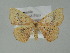  (Cyclophora lennigiaria - BC ZSM Lep 60703)  @13 [ ] CreativeCommons - Attribution Non-Commercial Share-Alike (2012) Axel Hausmann/Bavarian State Collection of Zoology (ZSM) SNSB, Zoologische Staatssammlung Muenchen