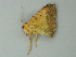 ( - BC ZSM Lep 60711)  @12 [ ] CreativeCommons - Attribution Non-Commercial Share-Alike (2012) Axel Hausmann/Bavarian State Collection of Zoology (ZSM) SNSB, Zoologische Staatssammlung Muenchen