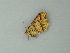  ( - BC ZSM Lep 60720)  @12 [ ] CreativeCommons - Attribution Non-Commercial Share-Alike (2012) Axel Hausmann/Bavarian State Collection of Zoology (ZSM) SNSB, Zoologische Staatssammlung Muenchen