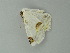  (Sericoptera AH01Pe - BC ZSM Lep 60721)  @12 [ ] CreativeCommons - Attribution Non-Commercial Share-Alike (2012) Axel Hausmann/Bavarian State Collection of Zoology (ZSM) SNSB, Zoologische Staatssammlung Muenchen