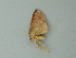  ( - BC ZSM Lep 60727)  @12 [ ] CreativeCommons - Attribution Non-Commercial Share-Alike (2012) Axel Hausmann/Bavarian State Collection of Zoology (ZSM) SNSB, Zoologische Staatssammlung Muenchen