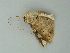  (Mallomus AH01Pe - BC ZSM Lep 60735)  @12 [ ] CreativeCommons - Attribution Non-Commercial Share-Alike (2012) Axel Hausmann/Bavarian State Collection of Zoology (ZSM) SNSB, Zoologische Staatssammlung Muenchen