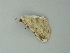  (Mallomus AH02Pe - BC ZSM Lep 60737)  @13 [ ] CreativeCommons - Attribution Non-Commercial Share-Alike (2012) Axel Hausmann/Bavarian State Collection of Zoology (ZSM) SNSB, Zoologische Staatssammlung Muenchen