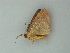  (Cyclophora AH03Pe - BC ZSM Lep 60742)  @12 [ ] CreativeCommons - Attribution Non-Commercial Share-Alike (2012) Axel Hausmann/Bavarian State Collection of Zoology (ZSM) SNSB, Zoologische Staatssammlung Muenchen