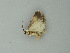  ( - BC ZSM Lep 60749)  @12 [ ] CreativeCommons - Attribution Non-Commercial Share-Alike (2012) Axel Hausmann/Bavarian State Collection of Zoology (ZSM) SNSB, Zoologische Staatssammlung Muenchen