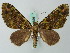  (Hammaptera probataria - BC ZSM Lep 62666)  @14 [ ] CreativeCommons - Attribution Non-Commercial Share-Alike (2012) Axel Hausmann/Bavarian State Collection of Zoology (ZSM) SNSB, Zoologische Staatssammlung Muenchen