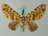  (Hammaptera requisita - BC ZSM Lep 62667)  @14 [ ] CreativeCommons - Attribution Non-Commercial Share-Alike (2012) Axel Hausmann/Bavarian State Collection of Zoology (ZSM) SNSB, Zoologische Staatssammlung Muenchen