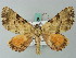  (Obila catocalaria - BC ZSM Lep 62668)  @13 [ ] CreativeCommons - Attribution Non-Commercial Share-Alike (2012) Axel Hausmann/Bavarian State Collection of Zoology (ZSM) SNSB, Zoologische Staatssammlung Muenchen