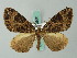  (Eustroma venipicta - BC ZSM Lep 62680)  @13 [ ] CreativeCommons - Attribution Non-Commercial Share-Alike (2012) Axel Hausmann/Bavarian State Collection of Zoology (ZSM) SNSB, Zoologische Staatssammlung Muenchen