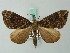  (Eustroma monana - BC ZSM Lep 62681)  @14 [ ] CreativeCommons - Attribution Non-Commercial Share-Alike (2012) Axel Hausmann/Bavarian State Collection of Zoology (ZSM) SNSB, Zoologische Staatssammlung Muenchen