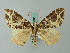  (Ecliptopera litterata - BC ZSM Lep 62685)  @13 [ ] CreativeCommons - Attribution Non-Commercial Share-Alike (2012) Axel Hausmann/Bavarian State Collection of Zoology (ZSM) SNSB, Zoologische Staatssammlung Muenchen