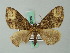  ( - BC ZSM Lep 62686)  @11 [ ] CreativeCommons - Attribution Non-Commercial Share-Alike (2012) Axel Hausmann/Bavarian State Collection of Zoology (ZSM) SNSB, Zoologische Staatssammlung Muenchen