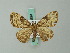  ( - BC ZSM Lep 62691)  @11 [ ] CreativeCommons - Attribution Non-Commercial Share-Alike (2012) Axel Hausmann/Bavarian State Collection of Zoology (ZSM) SNSB, Zoologische Staatssammlung Muenchen