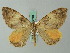  ( - BC ZSM Lep 62701)  @13 [ ] CreativeCommons - Attribution Non-Commercial Share-Alike (2012) Axel Hausmann/Bavarian State Collection of Zoology (ZSM) SNSB, Zoologische Staatssammlung Muenchen