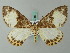  (Callabraxas amanda - BC ZSM Lep 62716)  @13 [ ] CreativeCommons - Attribution Non-Commercial Share-Alike (2012) Axel Hausmann/Bavarian State Collection of Zoology (ZSM) SNSB, Zoologische Staatssammlung Muenchen
