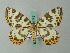  (Eucosmabraxas whitelyi - BC ZSM Lep 62717)  @13 [ ] CreativeCommons - Attribution Non-Commercial Share-Alike (2012) Axel Hausmann/Bavarian State Collection of Zoology (ZSM) SNSB, Zoologische Staatssammlung Muenchen