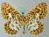  (Eucosmabraxas - BC ZSM Lep 62718)  @13 [ ] CreativeCommons - Attribution Non-Commercial Share-Alike (2012) Axel Hausmann/Bavarian State Collection of Zoology (ZSM) SNSB, Zoologische Staatssammlung Muenchen