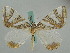  (Chartographa - BC ZSM Lep 62720)  @14 [ ] CreativeCommons - Attribution Non-Commercial Share-Alike (2012) Axel Hausmann/Bavarian State Collection of Zoology (ZSM) SNSB, Zoologische Staatssammlung Muenchen
