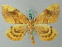 (Gandaritis fixseni - BC ZSM Lep 62721)  @14 [ ] CreativeCommons - Attribution Non-Commercial Share-Alike (2012) Axel Hausmann/Bavarian State Collection of Zoology (ZSM) SNSB, Zoologische Staatssammlung Muenchen