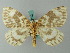  (Gandaritis festinaria - BC ZSM Lep 62722)  @13 [ ] CreativeCommons - Attribution Non-Commercial Share-Alike (2012) Axel Hausmann/Bavarian State Collection of Zoology (ZSM) SNSB, Zoologische Staatssammlung Muenchen