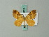  (Cidaria ochracearia - BC ZSM Lep 62733)  @12 [ ] CreativeCommons - Attribution Non-Commercial Share-Alike (2012) Axel Hausmann/Bavarian State Collection of Zoology (ZSM) SNSB, Zoologische Staatssammlung Muenchen