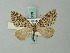  ( - BC ZSM Lep 62739)  @13 [ ] CreativeCommons - Attribution Non-Commercial Share-Alike (2012) Axel Hausmann/Bavarian State Collection of Zoology (ZSM) SNSB, Zoologische Staatssammlung Muenchen