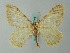  (Triphosa lecerfi - BC ZSM Lep 62744)  @13 [ ] CreativeCommons - Attribution Non-Commercial Share-Alike (2012) Axel Hausmann/Bavarian State Collection of Zoology (ZSM) SNSB, Zoologische Staatssammlung Muenchen
