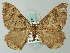  (Triphosa affirmata - BC ZSM Lep 62747)  @13 [ ] CreativeCommons - Attribution Non-Commercial Share-Alike (2012) Axel Hausmann/Bavarian State Collection of Zoology (ZSM) SNSB, Zoologische Staatssammlung Muenchen
