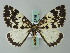  (Rheumaptera lugens - BC ZSM Lep 62748)  @13 [ ] CreativeCommons - Attribution Non-Commercial Share-Alike (2012) Axel Hausmann/Bavarian State Collection of Zoology (ZSM) SNSB, Zoologische Staatssammlung Muenchen