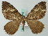 (Rheumaptera hydatoplex - BC ZSM Lep 62749)  @13 [ ] CreativeCommons - Attribution Non-Commercial Share-Alike (2012) Axel Hausmann/Bavarian State Collection of Zoology (ZSM) SNSB, Zoologische Staatssammlung Muenchen